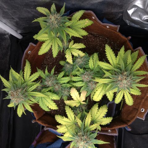 WW#1 growlog timeline photo