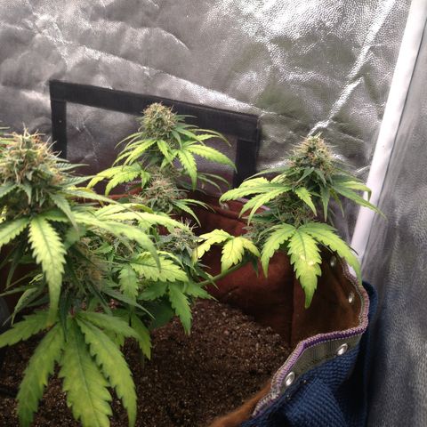 WW#1 growlog timeline photo