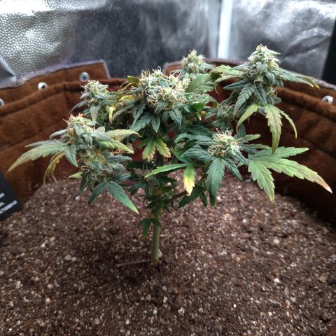 NL#1 growlog timeline photo