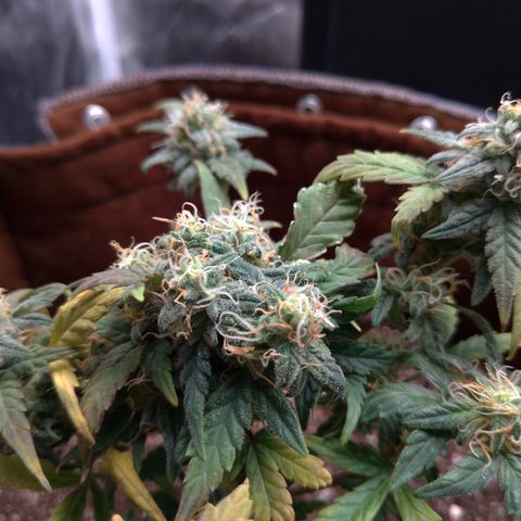 NL#1 growlog timeline photo