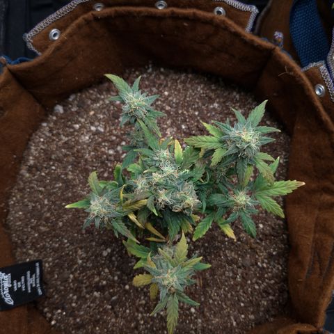 NL#1 growlog timeline photo
