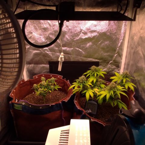 WW#1 growlog timeline photo