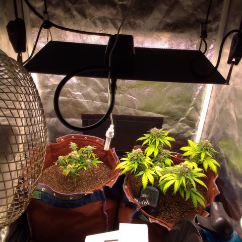 WW#1 growlog timeline photo