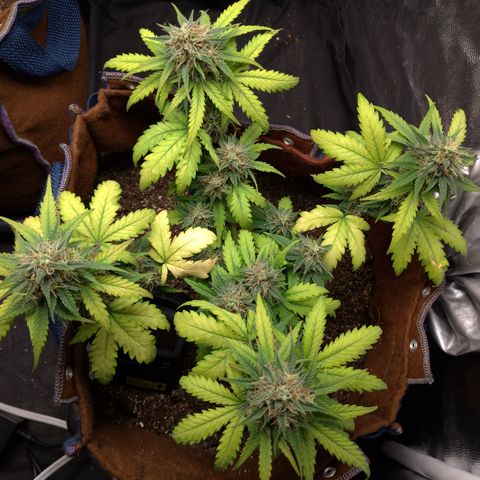 WW#1 growlog timeline photo