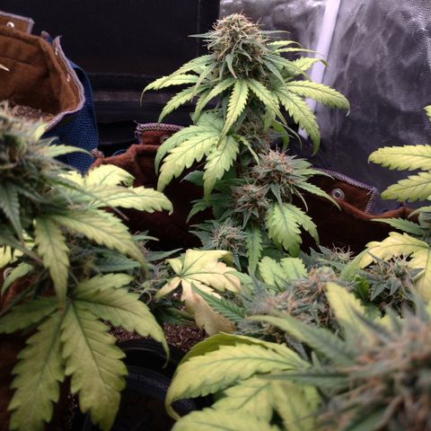 WW#1 growlog timeline photo