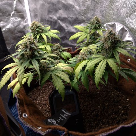 WW#1 growlog timeline photo