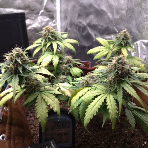 WW#1 growlog timeline photo