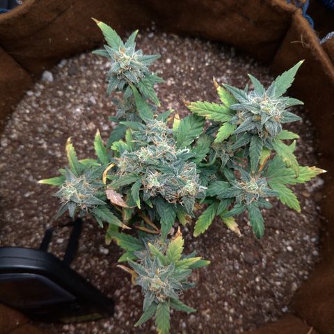NL#1 growlog timeline photo