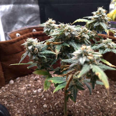 NL#1 growlog timeline photo