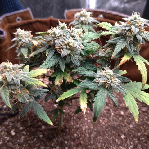 NL#1 growlog timeline photo