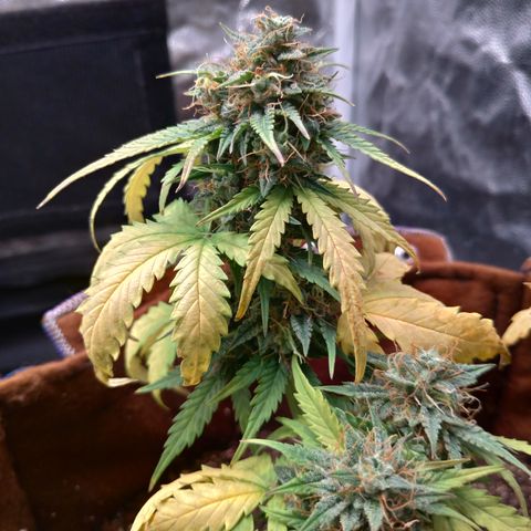 WW#1 growlog timeline photo