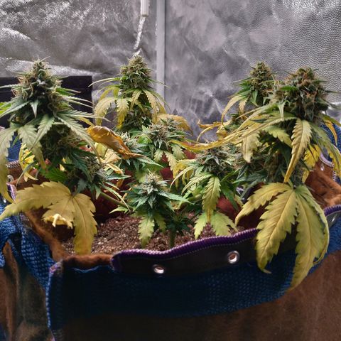 WW#1 growlog timeline photo