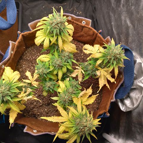 WW#1 growlog timeline photo