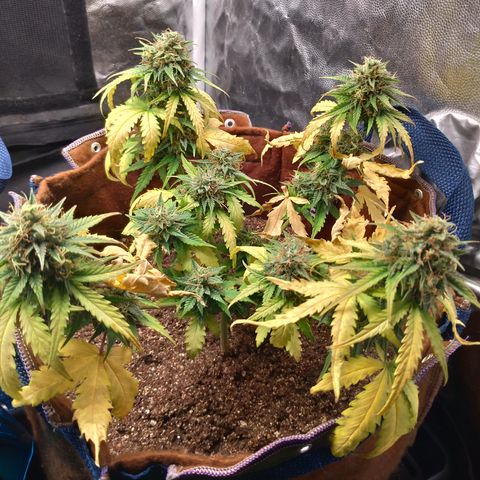WW#1 growlog timeline photo