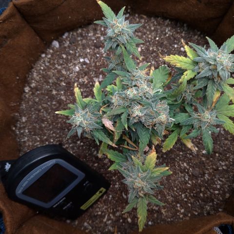 NL#1 growlog timeline photo