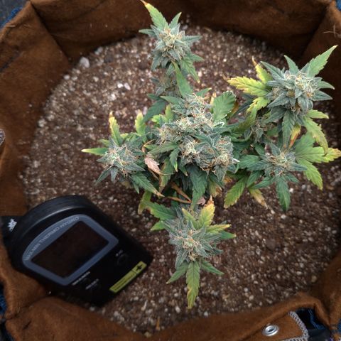 NL#1 growlog timeline photo