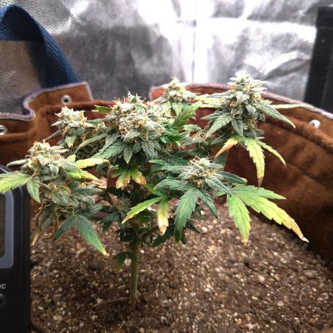 NL#1 growlog timeline photo