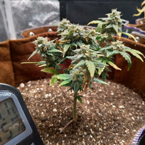 NL#1 growlog timeline photo