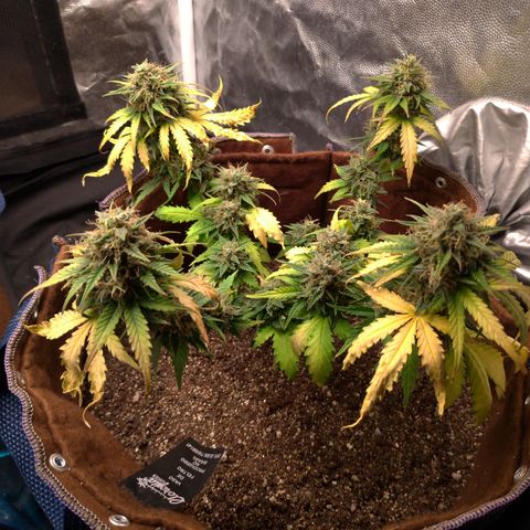 WW#1 growlog timeline photo