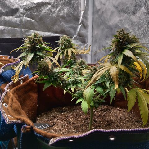 WW#1 growlog timeline photo