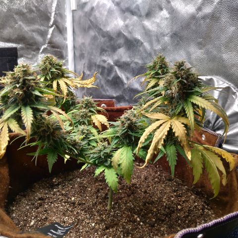 WW#1 growlog timeline photo