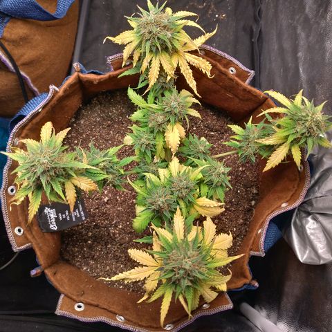 WW#1 growlog timeline photo