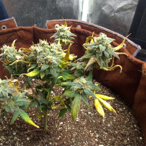 NL#1 growlog timeline photo