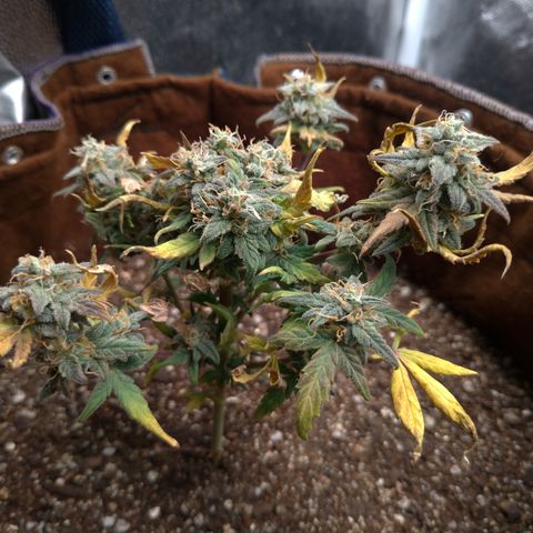 NL#1 growlog timeline photo