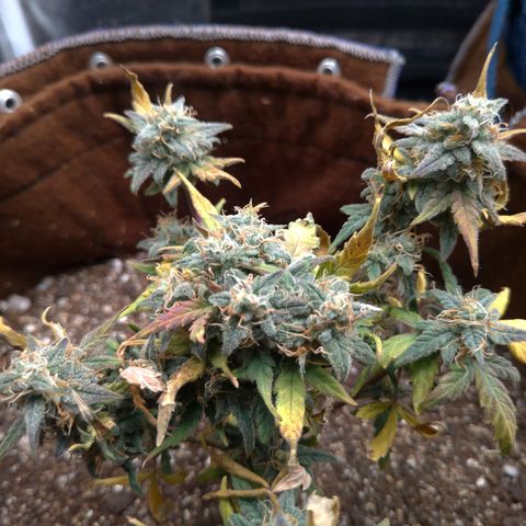 NL#1 growlog timeline photo