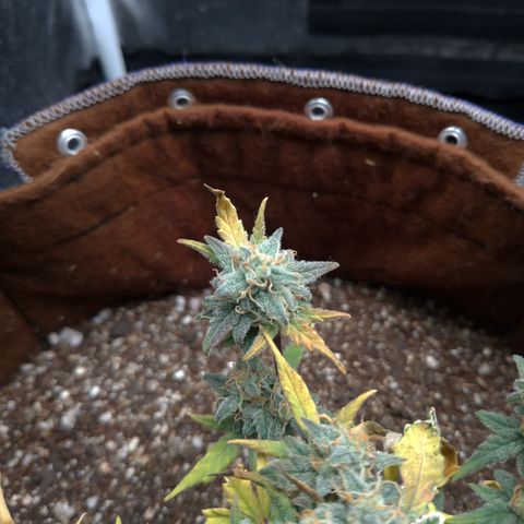 NL#1 growlog timeline photo