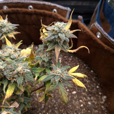 NL#1 growlog timeline photo