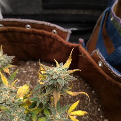 NL#1 growlog timeline photo