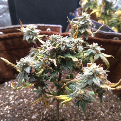 NL#1 growlog timeline photo