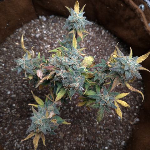 NL#1 growlog timeline photo