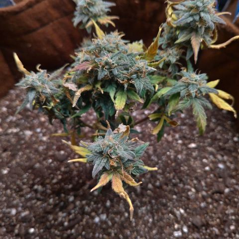 NL#1 growlog timeline photo