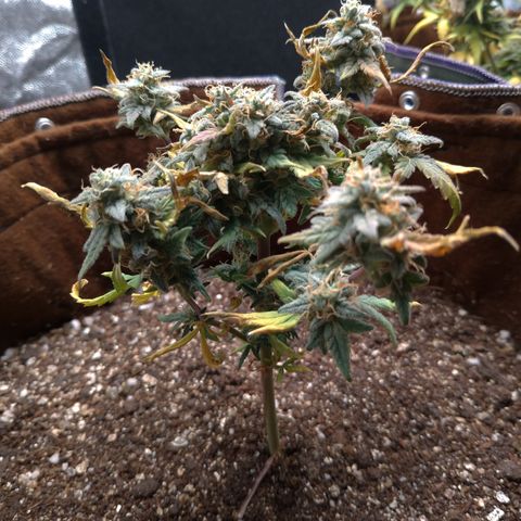 NL#1 growlog timeline photo