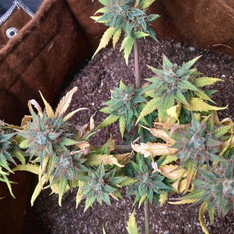 WW#1 growlog timeline photo