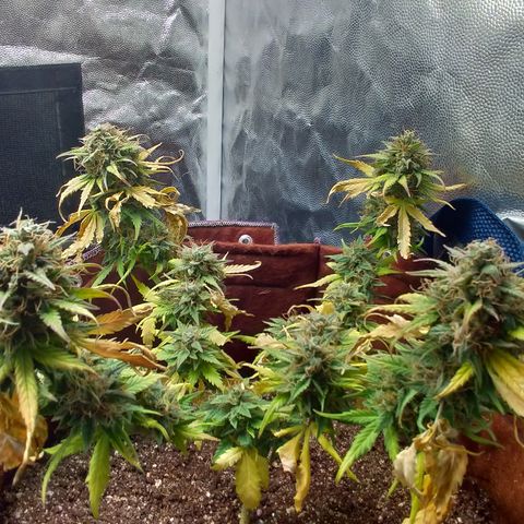 WW#1 growlog timeline photo