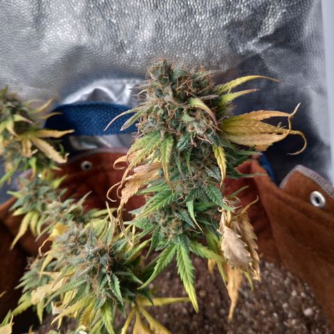 WW#1 growlog timeline photo