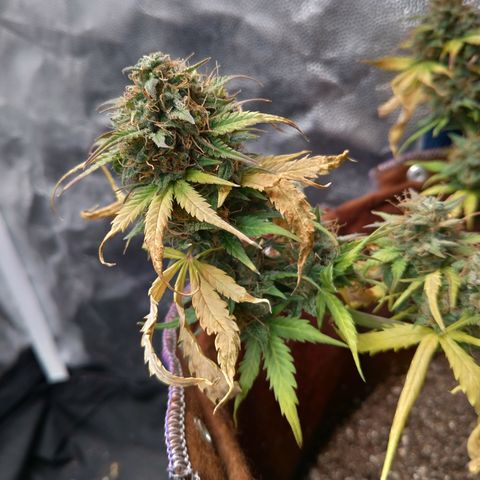 WW#1 growlog timeline photo