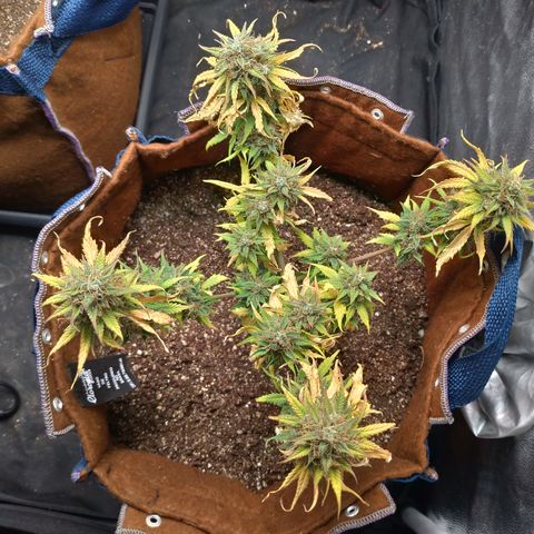 WW#1 growlog timeline photo