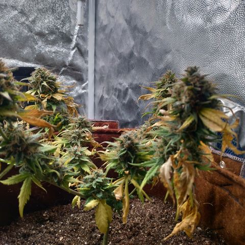 WW#1 growlog timeline photo