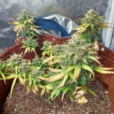 WW#1 growlog timeline photo