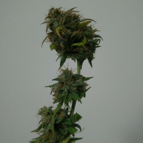 WW#1 growlog timeline photo
