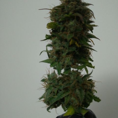 WW#1 growlog timeline photo