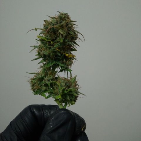 WW#1 growlog timeline photo
