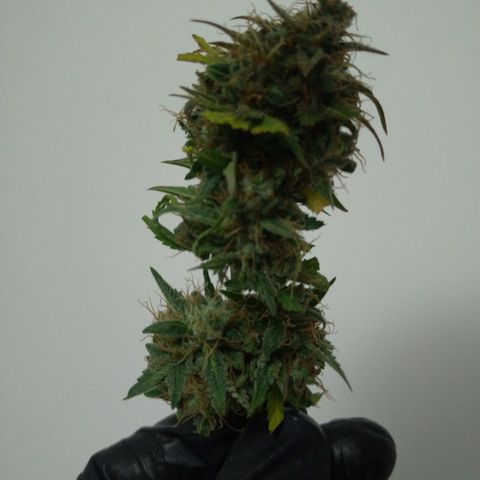 WW#1 growlog timeline photo