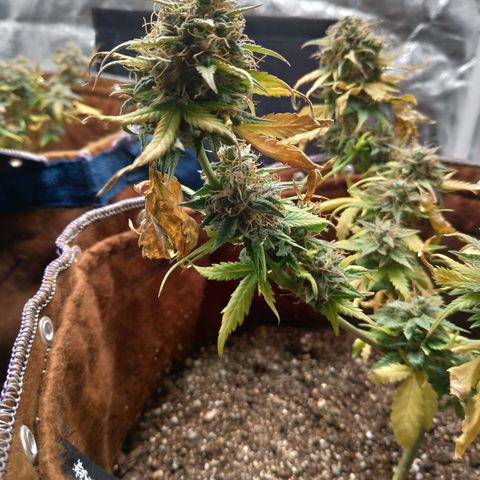 WW#1 growlog timeline photo