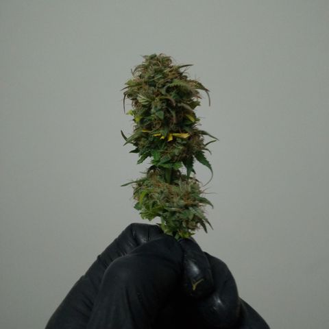 WW#1 growlog timeline photo