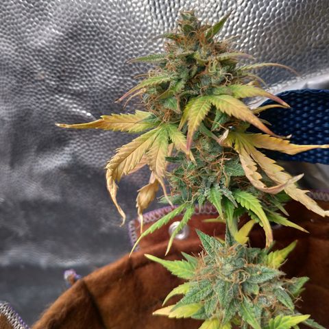 WW#1 growlog timeline photo